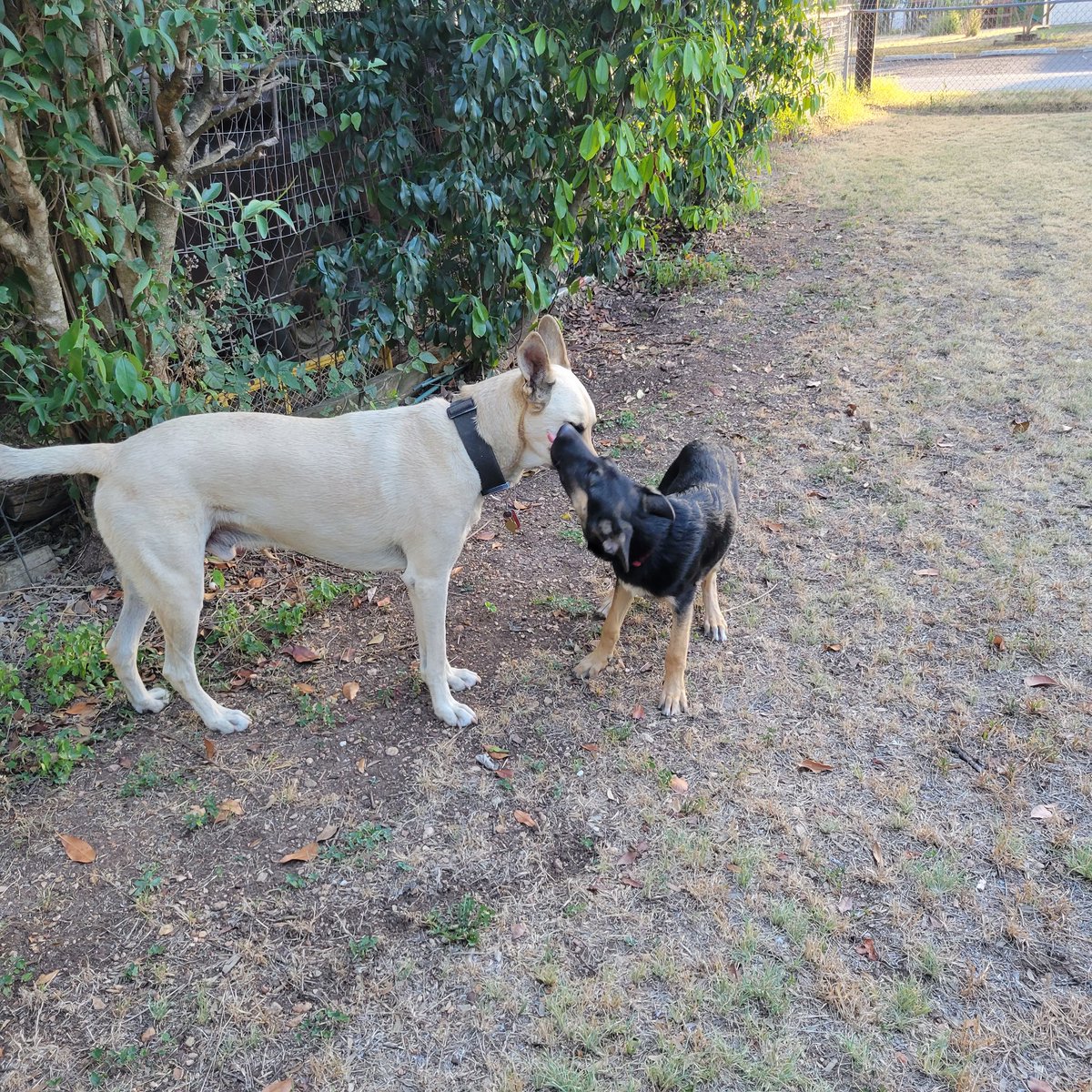 GaryACarlo's tweet photo. Mila really loves her big brother Colt #BMC_Colt #GSD_Mila https://t.co/VBvx25p92S