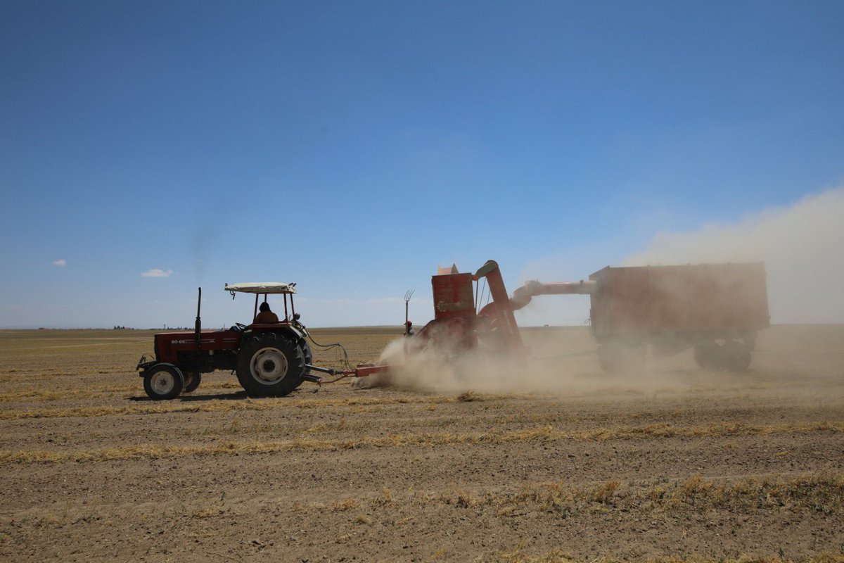 Başta Kulu, Cihanbeyli ve Sarayönü ilçelerimiz olmak üzere şehrimizde susuz tarım modeliyle yaklaşık 10.000 ton yeşil mercimek üretiliyor.

Mercimek üretiminde Konyamız Türkiye ikincisi 👍

Çiftçilerimize bereketli bir sezon diliyorum.

📷Kulu/Uzunkuyu