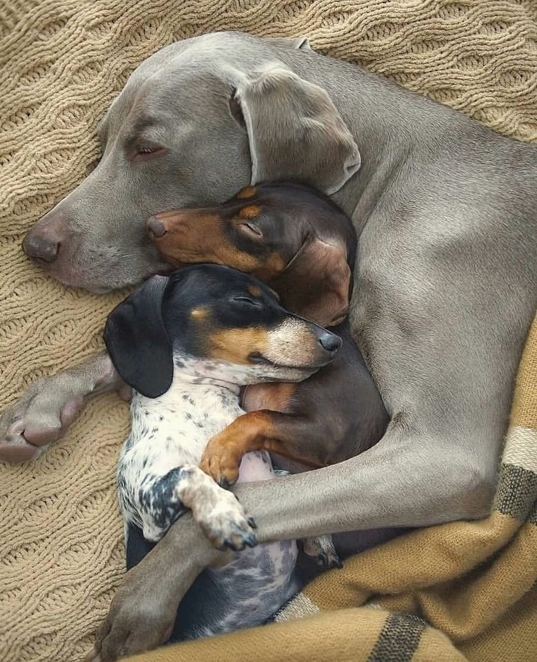 They look so comfy! 
#Dachshund