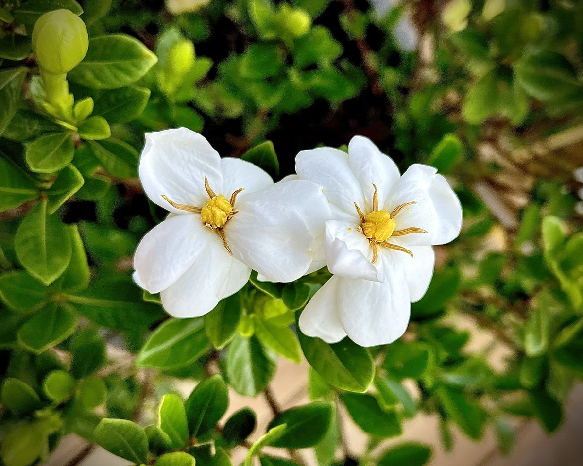 PicsCousin's tweet photo. The wife’s gardenia #gardenia #summerblooms #Virginia #wifesgarden #summer2023 https://t.co/t5ksTyJvBS