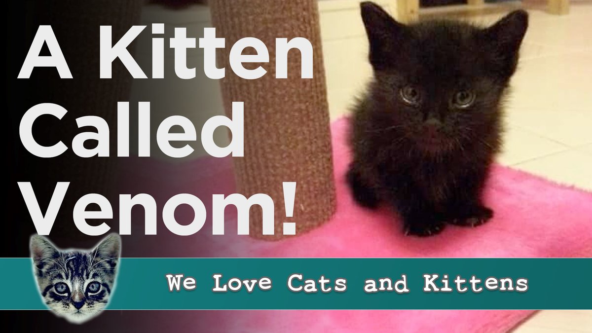 Abandoned and alone, Venom's future looked bleak.

But a kind-hearted rescuer and a warm meal changed everything.

See the #HeartwarmingStory of how Venom found his voice and his forever home. 🎵🐾 

➡️➡️➡️ youtu.be/8dYVTLX91WY

#CatRescue #CatLove