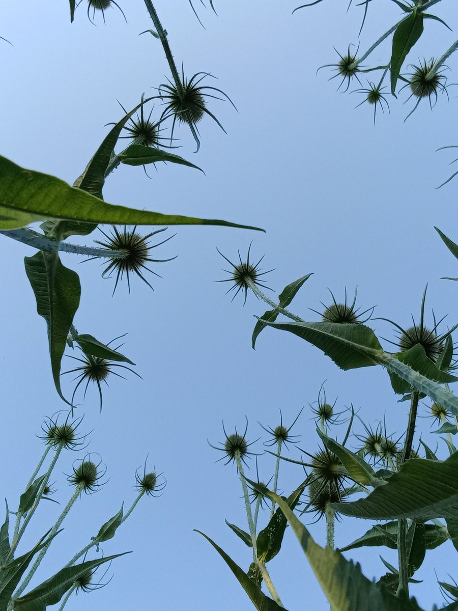 Anouk_B_M's tweet photo. @Karin_B_E @36sandjes Hier ook! Nu mooi voor insecten, straks voor de vogels. https://t.co/s7BsRnV06Y