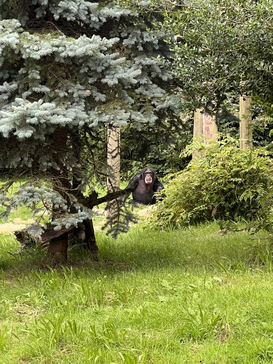 Chester Zoo [Part 2] 🦒🐘🐅

A massive thank you to our trustees for giving us the green light to fund this trip for 100 children from <a href="/Dovecotprimary/">Dovecot Primary</a>, many of whom had never been on a school trip before. 🙏🏼

Thanks to <a href="/chesterzoo/">Chester Zoo</a> for an amazing experience and Roadrunner Travel💙