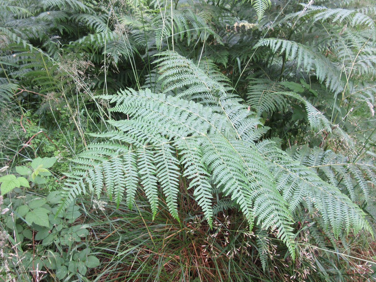 PetraVergunst's tweet photo. #LearningFerns: bracken in wet woodland. Just lift the fronds and look for single upright shoots arising at regular intervals from a rhizome.
#FernFriday #FernsandAllies #botany https://t.co/9vcEw84gNq