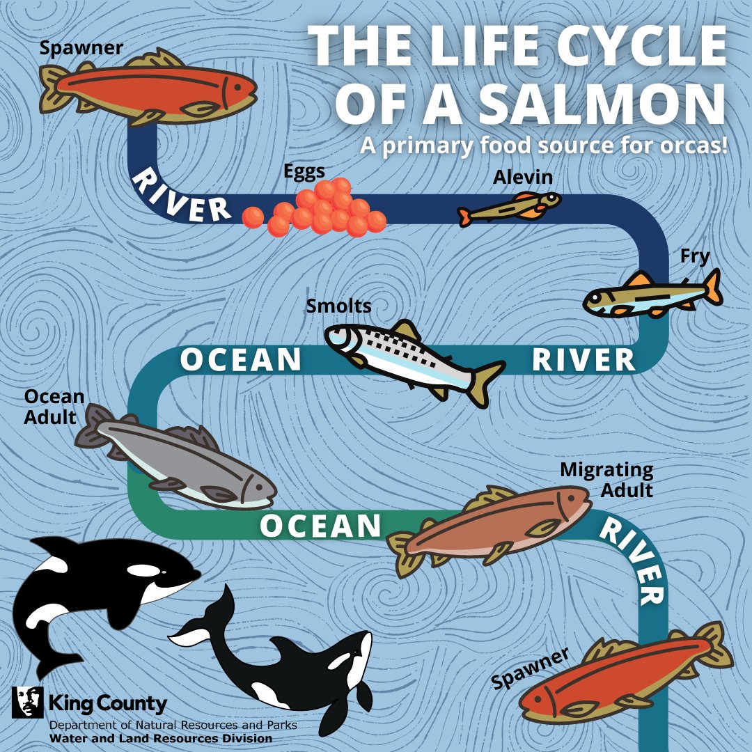 KCDNRP's tweet photo. It’s #OrcaDay! Part of the important work done at DNRP involves restoring salmon populations so that the orcas have something to eat! Without salmon, there are no orcas! Check out this video to see how we are protecting Chinook salmon and supporting orcas: https://t.co/GmV5TvN7JV https://t.co/9THRhUdjjR