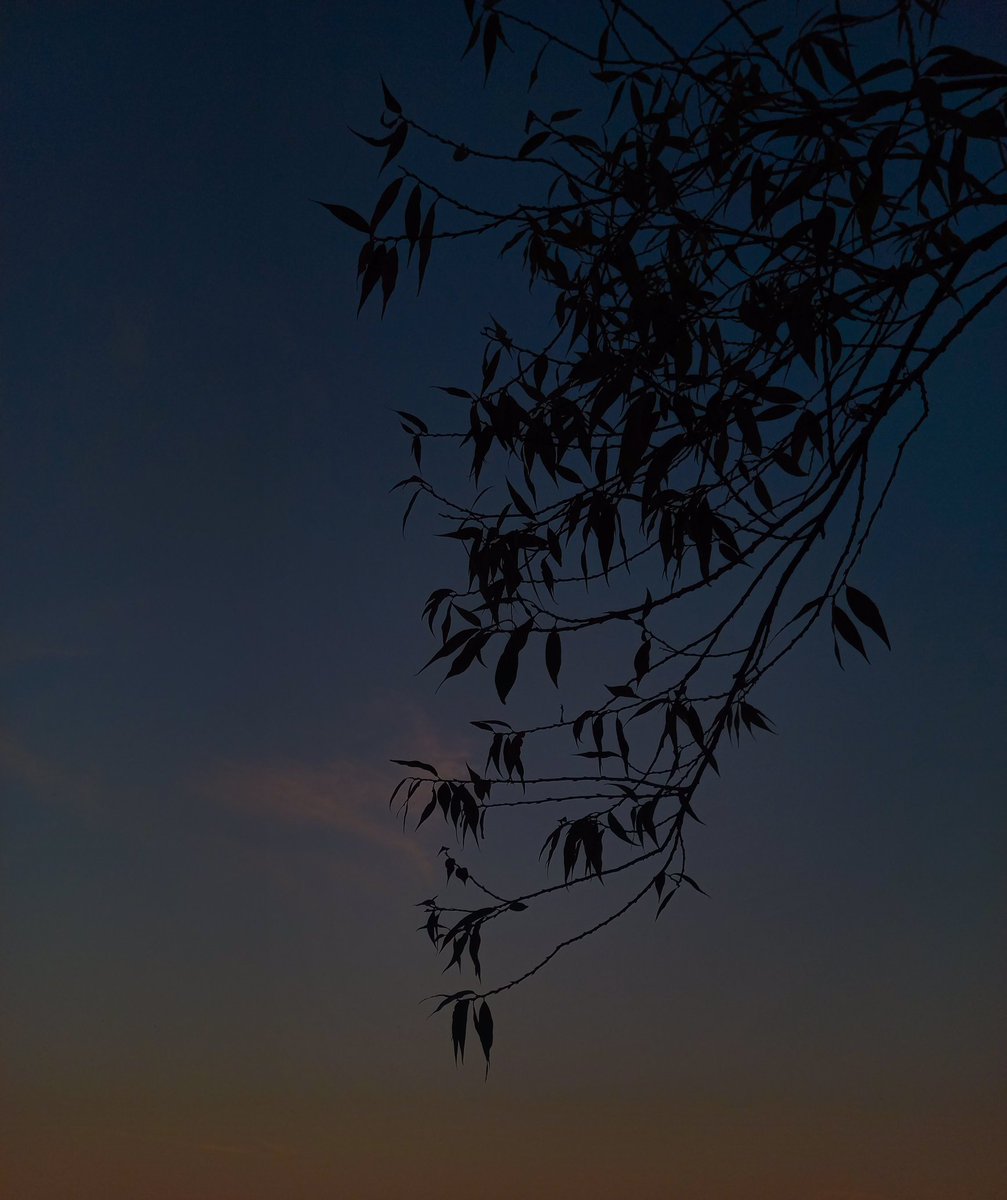 عشوائيات الجمعة 🌱