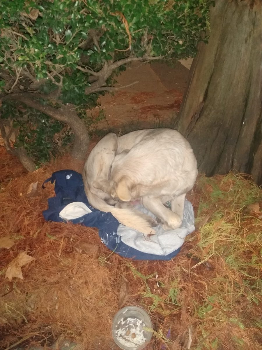 🚨Está en Vicente Lopez desde ayer 14/7. Muerta de frío. No eata retenida. Le buscan un ligar. Hace muchísimo frío x favor ayuda 11 5886-9796