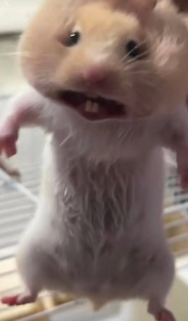 gc1314gc's tweet photo. Who wouldn't want to have a cute hamster? https://t.co/uqjIeXqIyN