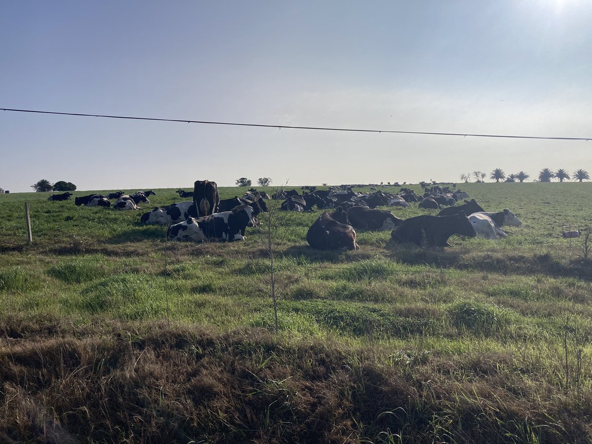 sns_uruguay's tweet photo. Así de tranquilas están las lecheras cuando se trata de controlar y eliminar las #micotoxinas que contaminan los alimentos 🐮 🥛
#UnikePlus de @Adisseo nos garantiza un control completo en el tratamiento de los problemas asociados a las #micotoxinas
#Nutriad #WeAddMore 🌱 https://t.co/Qbmhng33zH