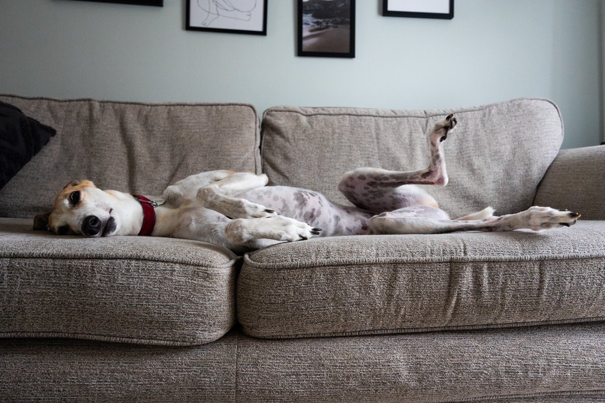 💤🥱

#DogsOfTwitter #RescueDogs #Greyhound