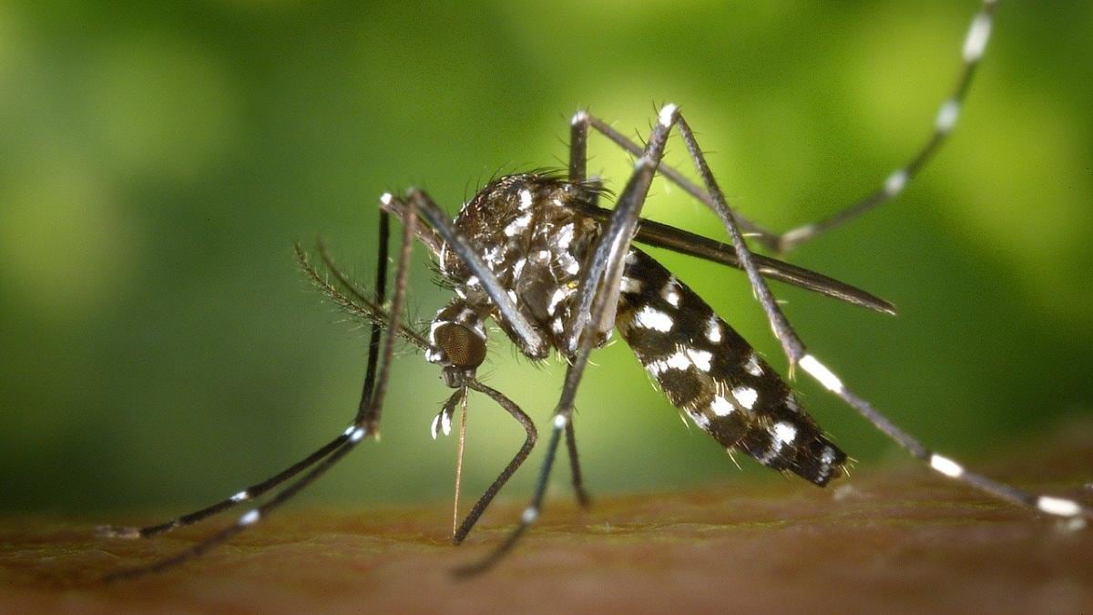 NewsbandTweets's tweet photo. Navi Mumbai witnesses surge in dengue cases, residents urged to exercise caution
https://t.co/lI1SGe207j
@NMMConline @NMMCCommr
#cold #commonillnesses #cough #Dengue #denguecases #diseases #fever #HealthDepartment #Malaria #NaviMumbaiMunicipalCorporation #NMMC #privatehospital https://t.co/dVAA0hKgf0