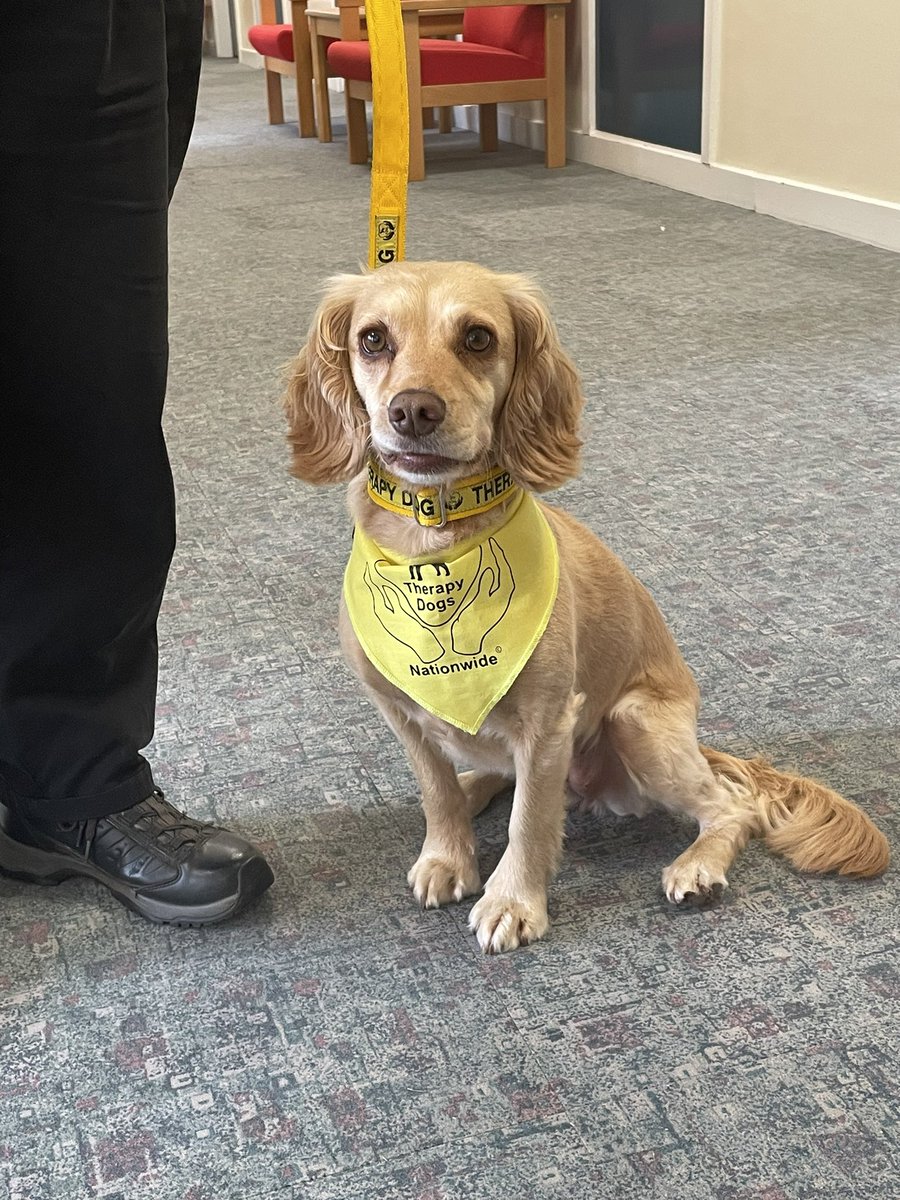 LesleyC21479401's tweet photo. Having a rubbish day catching up on paperwork then our fabulous Therapy dog Mabel came to see me, now I’m feeling fantastic!🤩 @TherapyDogsUK @Liberton1b @EHSCPHBCCC https://t.co/97DgLkbiaG