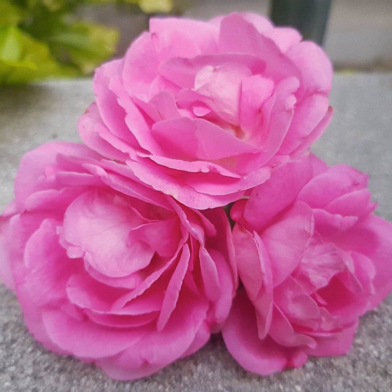 Vilunü | Scents of Maldives tweet media