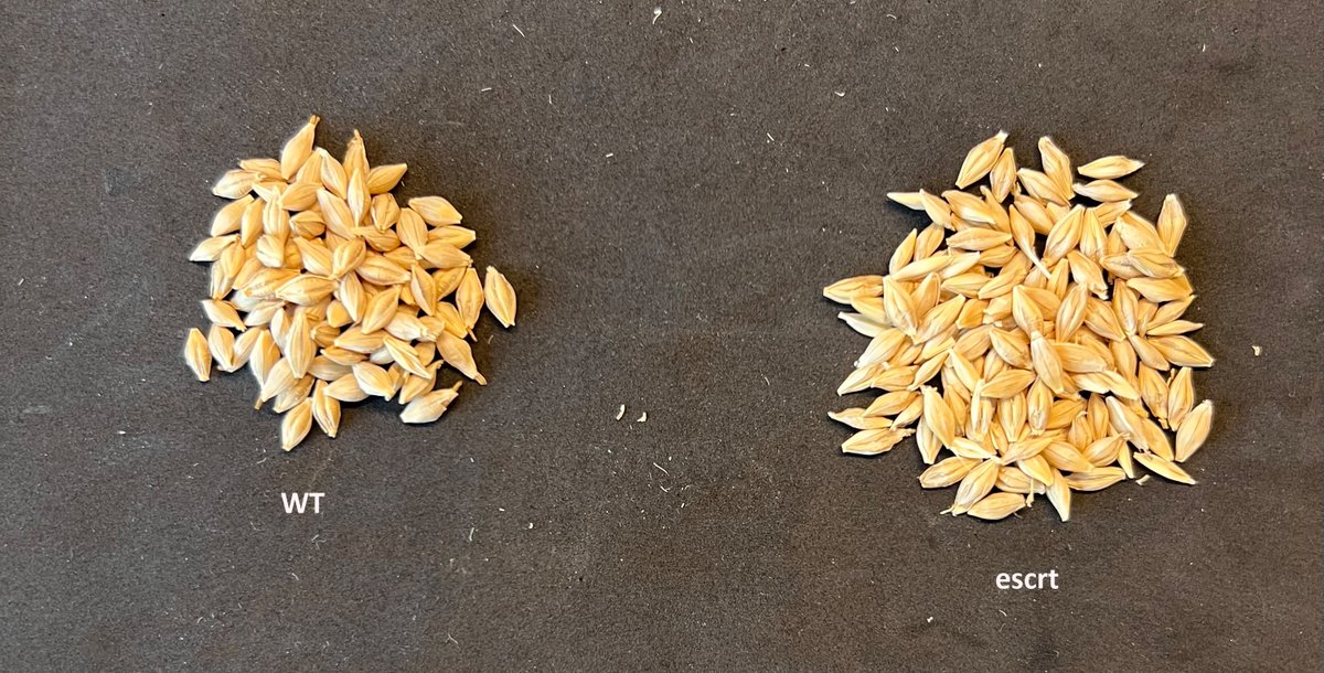 VerenaIbl's tweet image. Slightly difference in grain weight&amp;amp;size of #barley #ESCRT RNAi lines...now, germination tests, #microscopic, and #omics analysis will follow! Exciting days are ahead!
