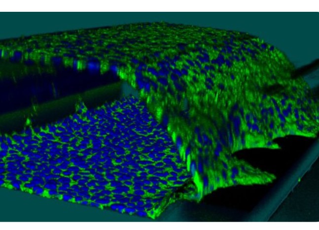 We are thrilled to announce the successful collaboration between MIMETAS and the University of Dundee, resulting in the development of a revolutionary 3D placenta-on-a-chip.
Read the full article here: lnkd.in/eeqtR2sP
Read the press release here: lnkd.in/eTFJJAMg