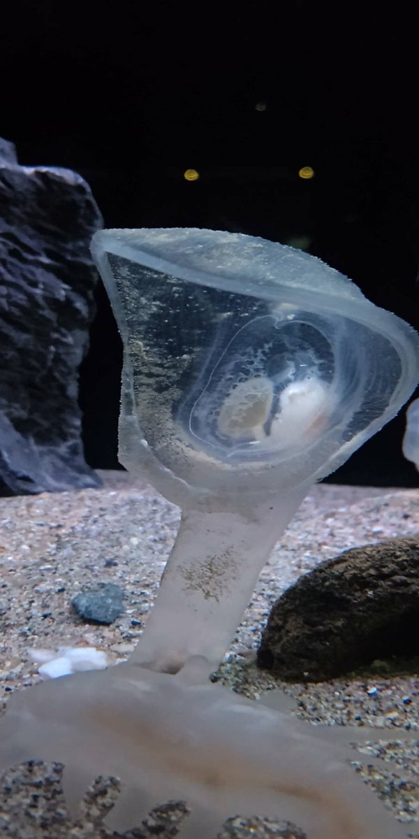 hmi_reef's tweet photo. アクアマリンふくしまで念願のオオグチボヤとセンジュナマコを見てきました！ちょっと目を離すと意外と移動してるセンジュちゃん。珍しいぬいぐるみも購入笑 https://t.co/BWqHezO7qR