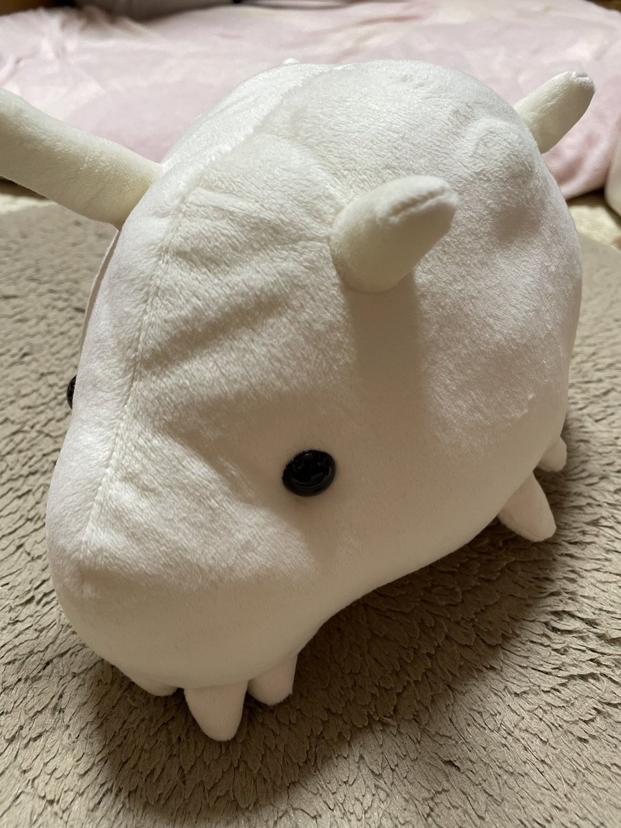 hmi_reef's tweet photo. アクアマリンふくしまで念願のオオグチボヤとセンジュナマコを見てきました！ちょっと目を離すと意外と移動してるセンジュちゃん。珍しいぬいぐるみも購入笑 https://t.co/BWqHezO7qR
