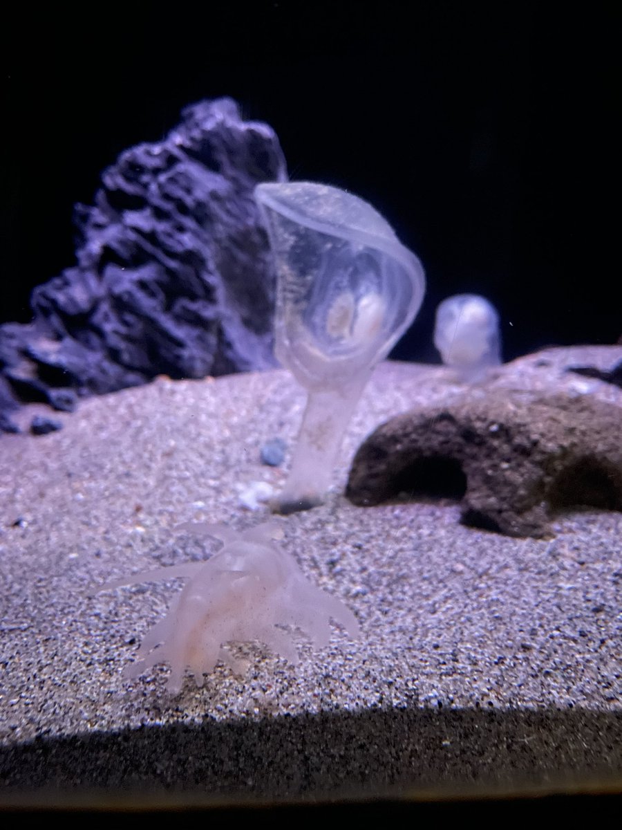 hmi_reef's tweet photo. アクアマリンふくしまで念願のオオグチボヤとセンジュナマコを見てきました！ちょっと目を離すと意外と移動してるセンジュちゃん。珍しいぬいぐるみも購入笑 https://t.co/BWqHezO7qR