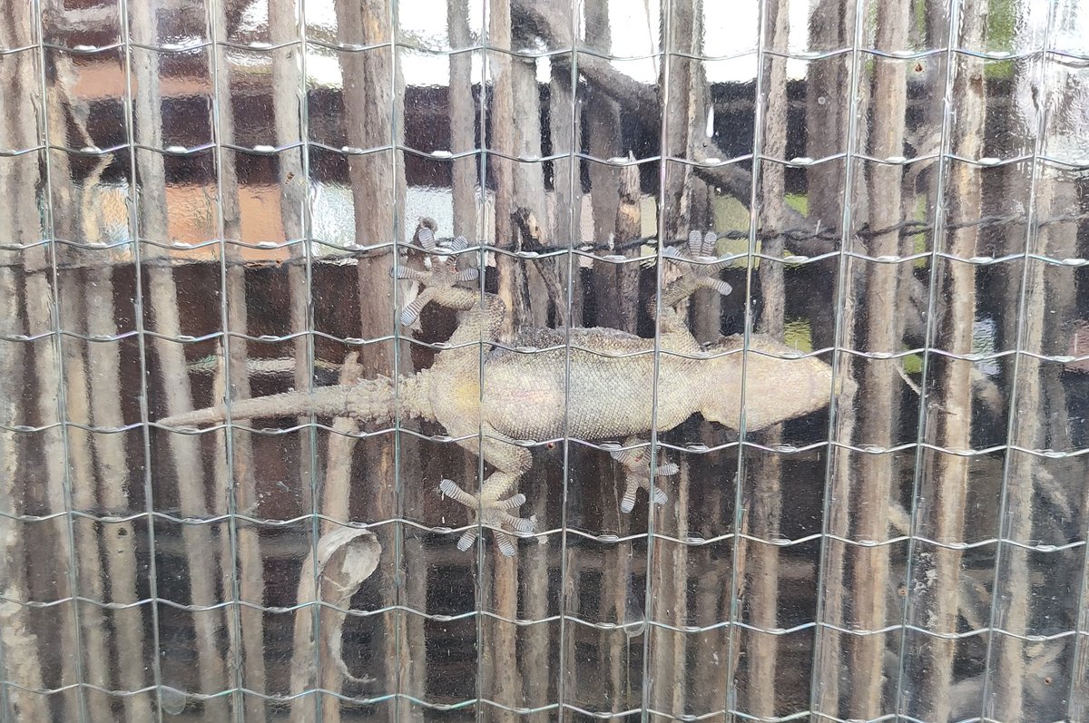 nicoletta cardano tweet media