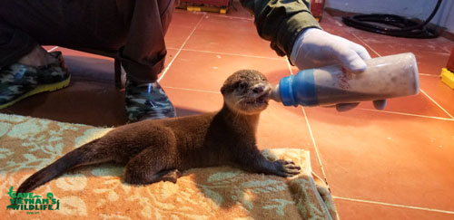 International Otter Survival Fund (IOSF) tweet media