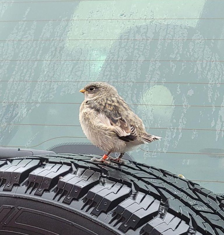 We have our first sighting of a #SnowBunting fledgling here in #Iqaluit! These #birds were colour-banded as a part of an ongoing project in the @oliverlovelab to monitor their movements! Great sighting by @RachelANiegoA on her way into work… and it was perched on my car! 🐥