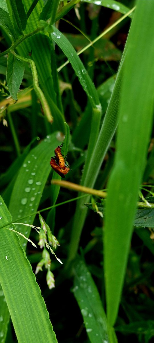 DavidGalbonsai's tweet photo. In time nature will claim what's hers.
Proud to see local wildlife has taken to my sculpture #Stockingfield bridge as it's became a minuture eco system for some of the little locals. @scottishcanals @SustransScot thank you for supporting my vision 🌱 https://t.co/olsp9PphTx