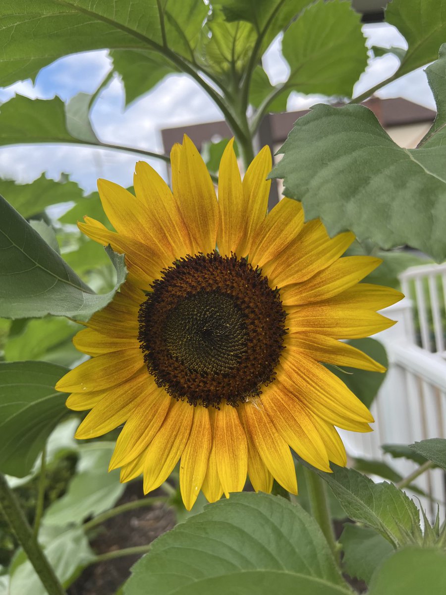 rdjukpen9's tweet photo. Sun Flower!!. Life is Hope, sun flower opens to the rising sun. Beautiful!! https://t.co/zrglDMOORc