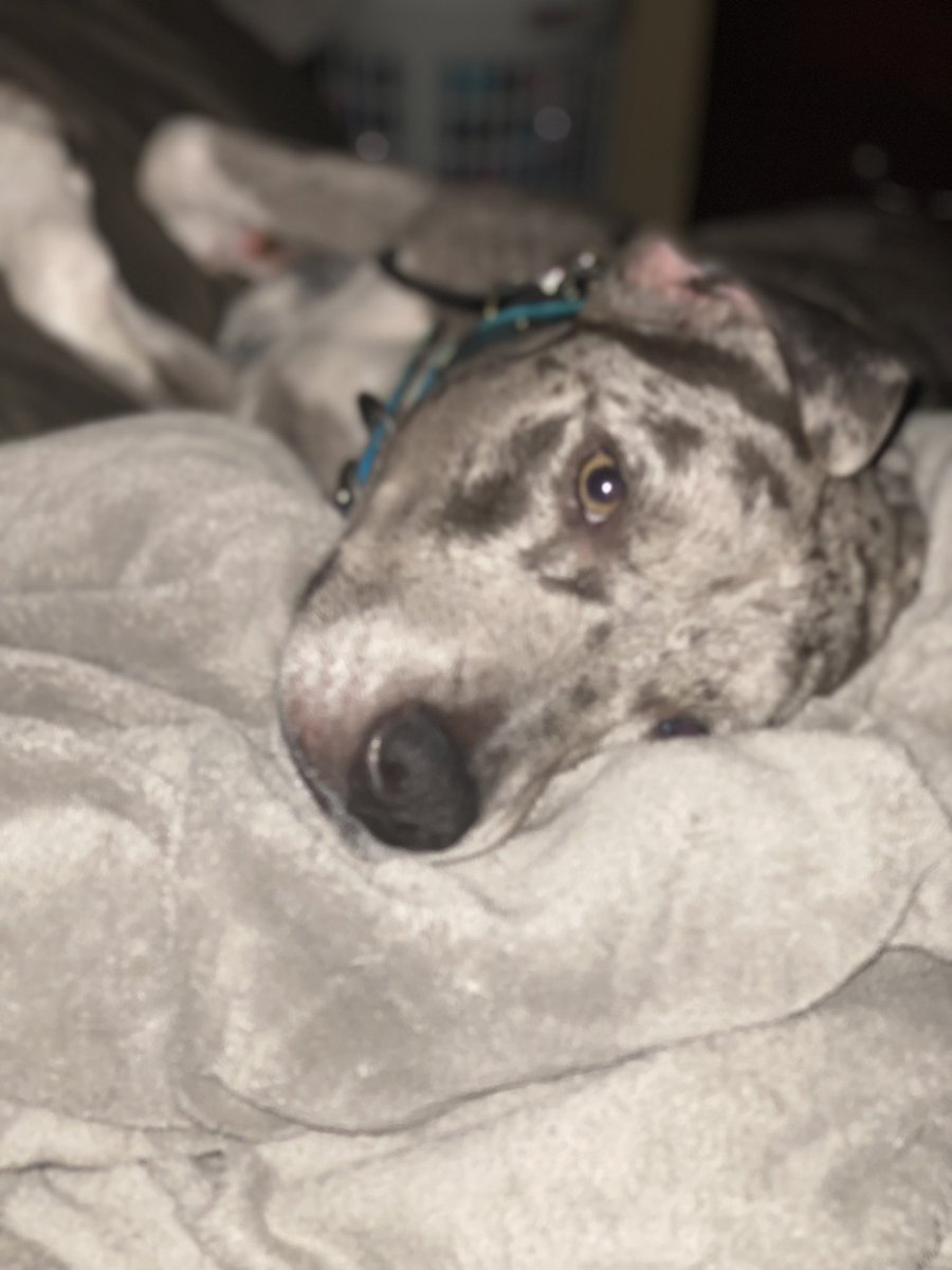 abutton97's tweet image. Someone wants snuggles 🥰