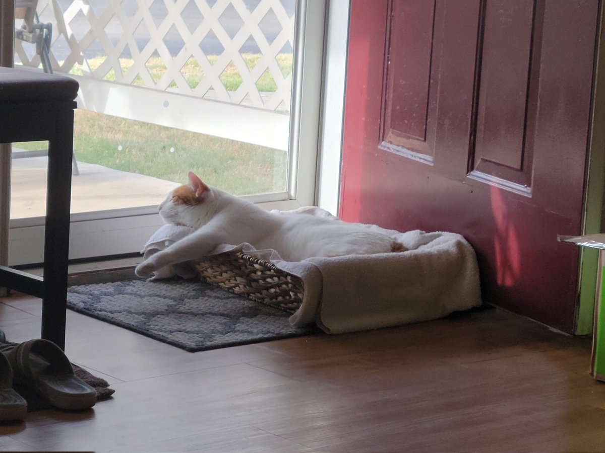 je2nifer's tweet photo. Murph chillin' as much as one can in this Texas heat. Keeping an eye out for those pesky lizards and sparrows!
#MorningsWithMurph
#RetiredAF https://t.co/FRwZqPBxjh