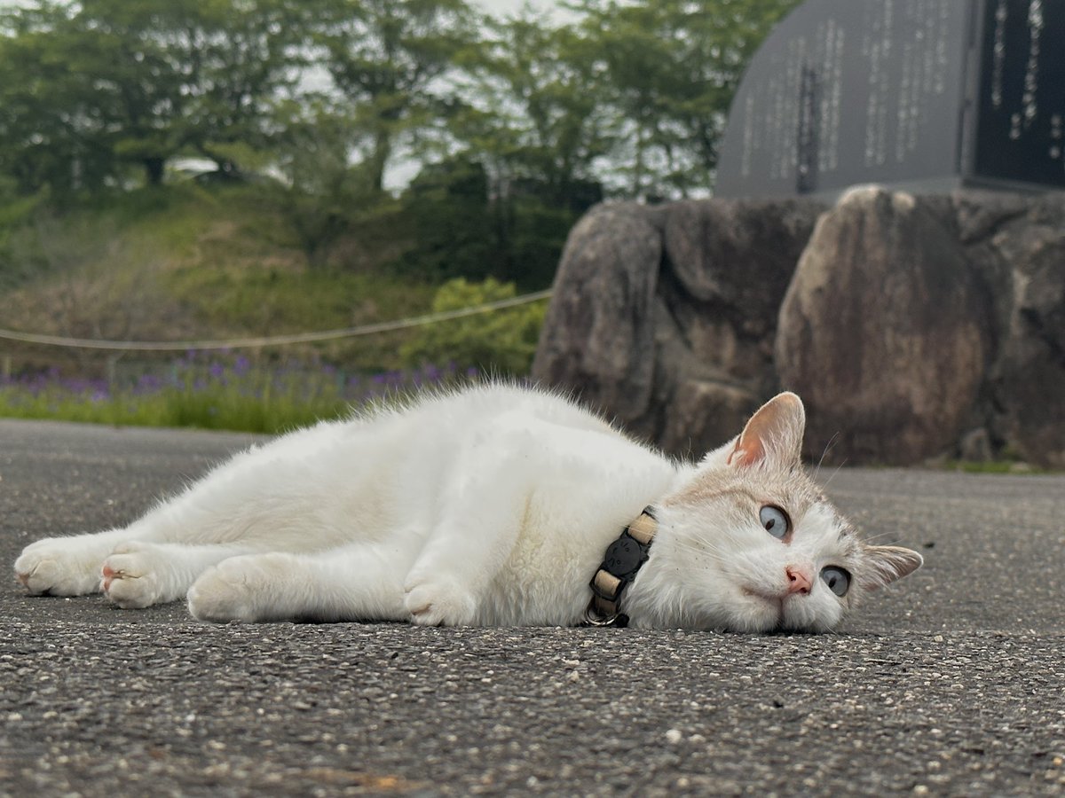 こてんっ

#猫のいる幸せ #旅猫