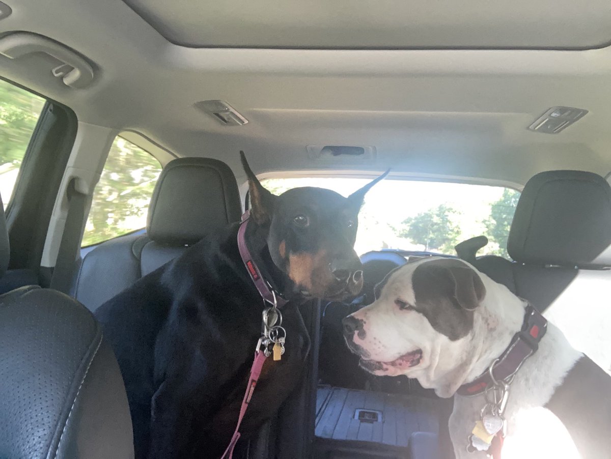DLHessWrites's tweet photo. #dogtrip #subaru https://t.co/MjdT43elUV