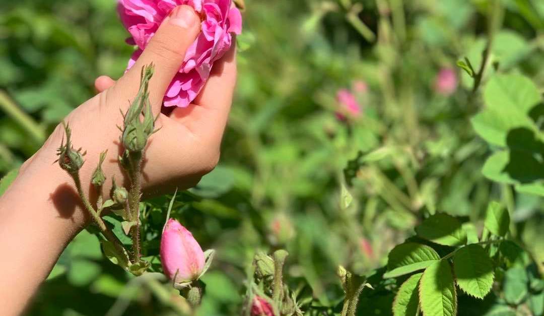 VisitCotedazur's tweet photo. 🌱✨ Vivez une expérience unique en devenant cultivateur d'un jour !

Plongez dans la culture des plantes à parfum lors d'une immersion totale et découvrez leur quotidien. 🌿🌺

Réservez dès maintenant 👉 https://t.co/xXEM4EIBRW 

#MicroAventures @AlpesMaritimes @OTPaysdeGrasse https://t.co/t6ethJz7Jp