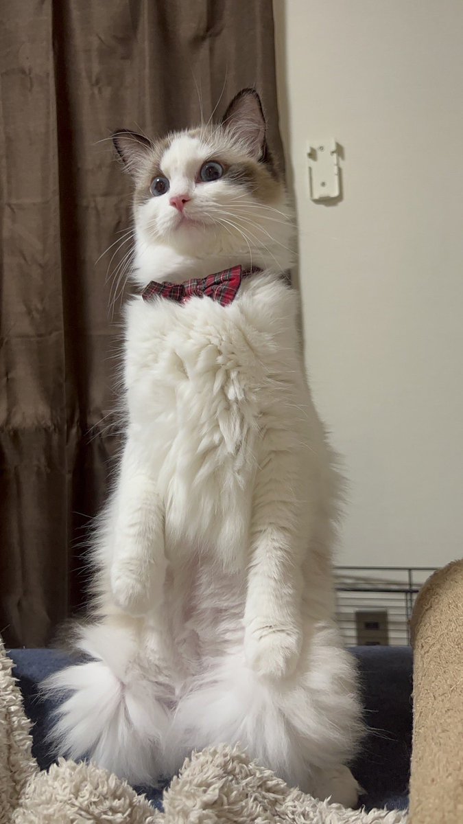smore_rag_cat's tweet photo. Our cat finally stands 🐥 https://t.co/4WR20sFLRa