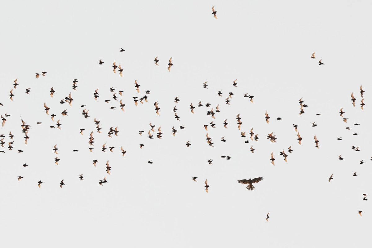 NatureIn_Focus's tweet image. ✨#NiFAwards2022—Winners✨

Jomtup Charoenlapnumchai
Winner | Young Photographer

Around the same time the #bats leave their caves in the evening, the #hawks would emerge to capture their prey. Hawks are opportunistic feeders and eat everything from rodents to bats!

#Thailand