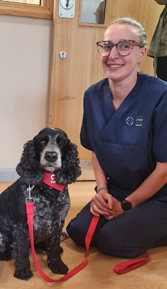 huwrob62's tweet photo. Llawer o law, ond llawer o wenu heddiw yn Ysbyty Brenhinol Morgannwg ar gyfer Jet ❤️
@CariadPet 
#pettherapy #dogsofinstagram #therapydog #therapydogsofinstagram  #animalassistedtherapy #therapyspaniel #roanspaniel #wellbeing #cariadpettherapy https://t.co/awlhVSHY9g