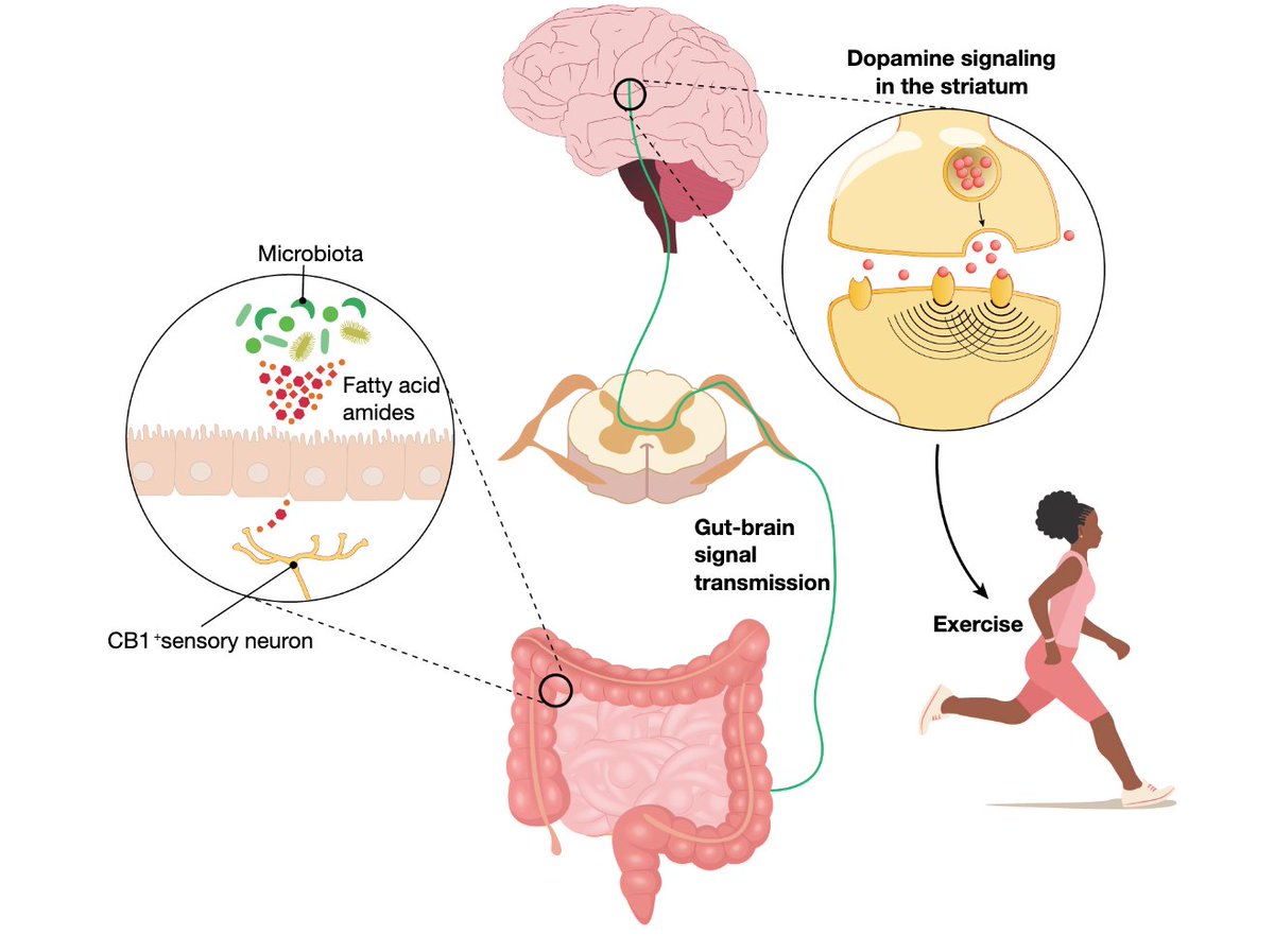 GutMicrobiota Health (@gmfhx) on Twitter photo Can our gut sense exercise?
.<a href="/ChristophThaiss/">Christoph Thaiss</a> & colleagues identified a pathway whereby microbial metabolism enhances sensory neuron activity through the endocannabinoid receptor CB1, boosting striatal dopamine signaling during exercise:
ow.ly/z2sE50P6Xnr Can our gut sense exercise?
.<a href="/ChristophThaiss/">Christoph Thaiss</a> & colleagues identified a pathway whereby microbial metabolism enhances sensory neuron activity through the endocannabinoid receptor CB1, boosting striatal dopamine signaling during exercise:
ow.ly/z2sE50P6Xnr