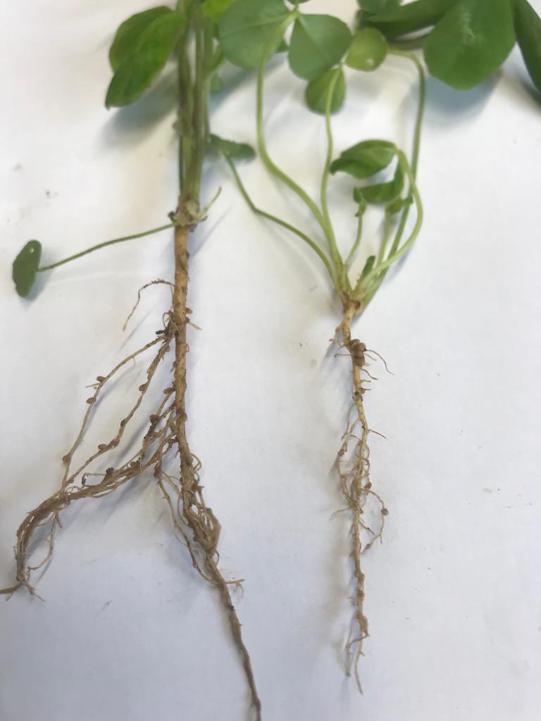 Solohead Farm tweet media