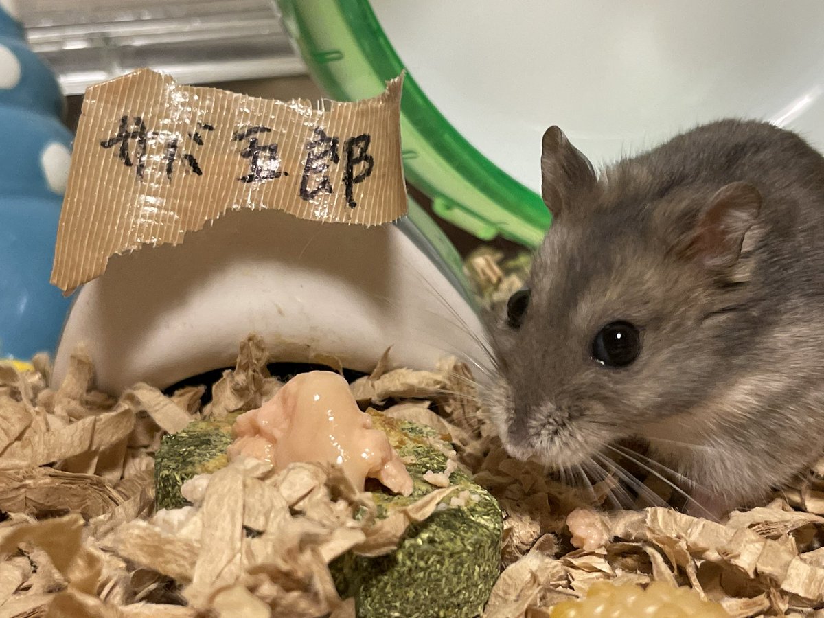 hlUutqn1jmsFbvW's tweet photo. サバ五郎は男前Sabagoro is handsome. #サバ五郎 #Shorts #ハムスター #hamster #薔薇です🌹#barade... https://t.co/hC3qjF4dlR @YouTubeより https://t.co/d0gkKVeowr