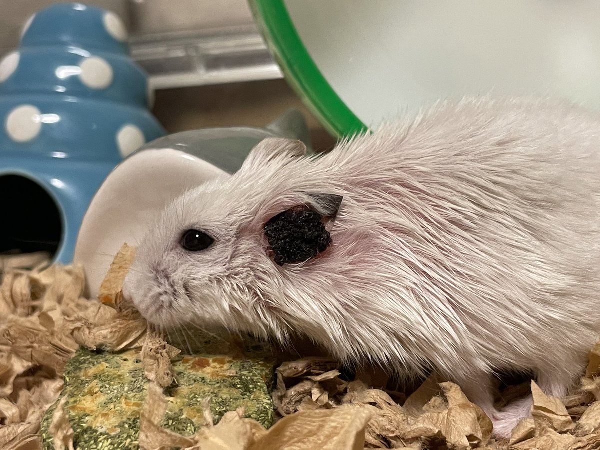hlUutqn1jmsFbvW's tweet photo. だいぶ腫瘍が小さくなりました😭 The tumor has become much smaller. #さくらちゃん🌸 #CherryBloss... https://t.co/M0DEP58xpn @YouTubeより https://t.co/ovslvorUuw