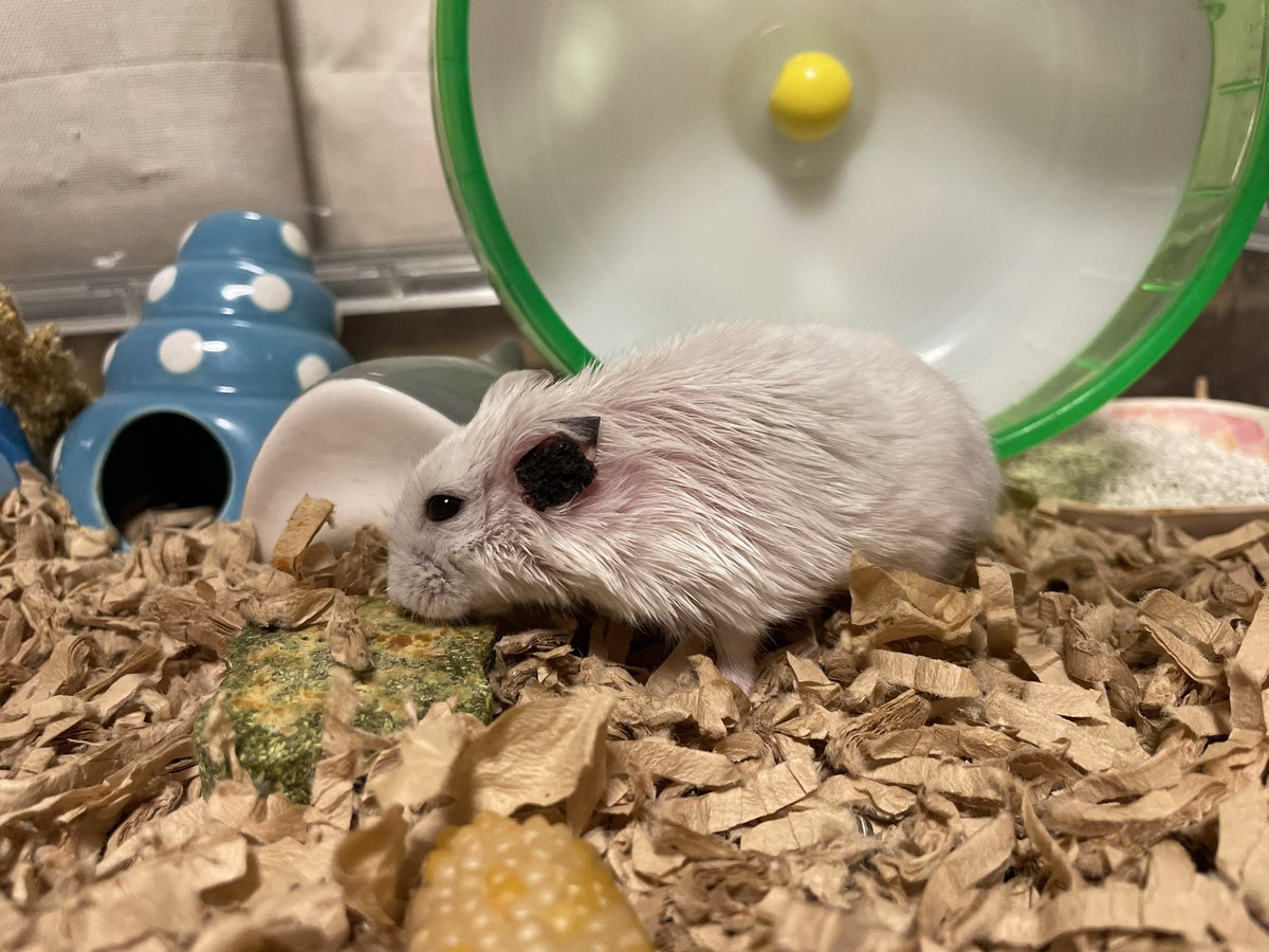 hlUutqn1jmsFbvW's tweet photo. だいぶ腫瘍が小さくなりました😭 The tumor has become much smaller. #さくらちゃん🌸 #CherryBloss... https://t.co/M0DEP58xpn @YouTubeより https://t.co/ovslvorUuw