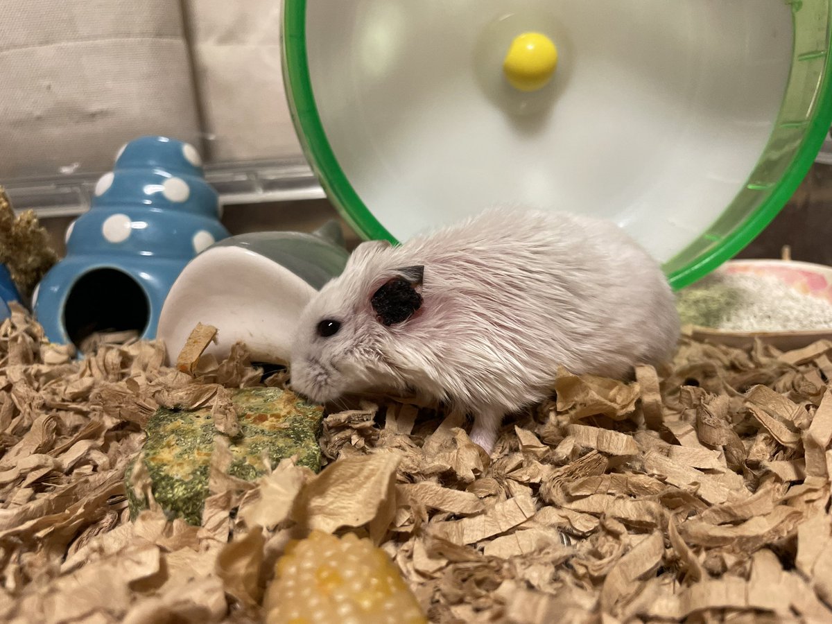 hlUutqn1jmsFbvW's tweet photo. だいぶ腫瘍が小さくなりました😭 The tumor has become much smaller. #さくらちゃん🌸 #CherryBloss... https://t.co/M0DEP58xpn @YouTubeより https://t.co/ovslvorUuw