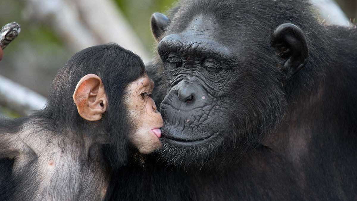 What a tender moment for #mother and #baby chimpanzee. As we enjoy this beautiful picture let us all remember to celebrate #WorldChimpanzeeDay.