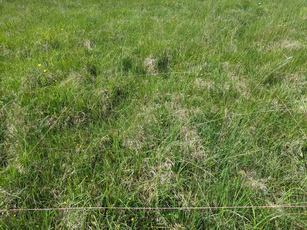 In the past month, fieldwork has commenced for the StableGrass project, with five of our study sites surveyed to determine their existing plant diversity. These surveys will be compared to the 2007-2012 Irish Semi-natural Grassland Survey. #PlantDiversity #Seminaturalgrasslands