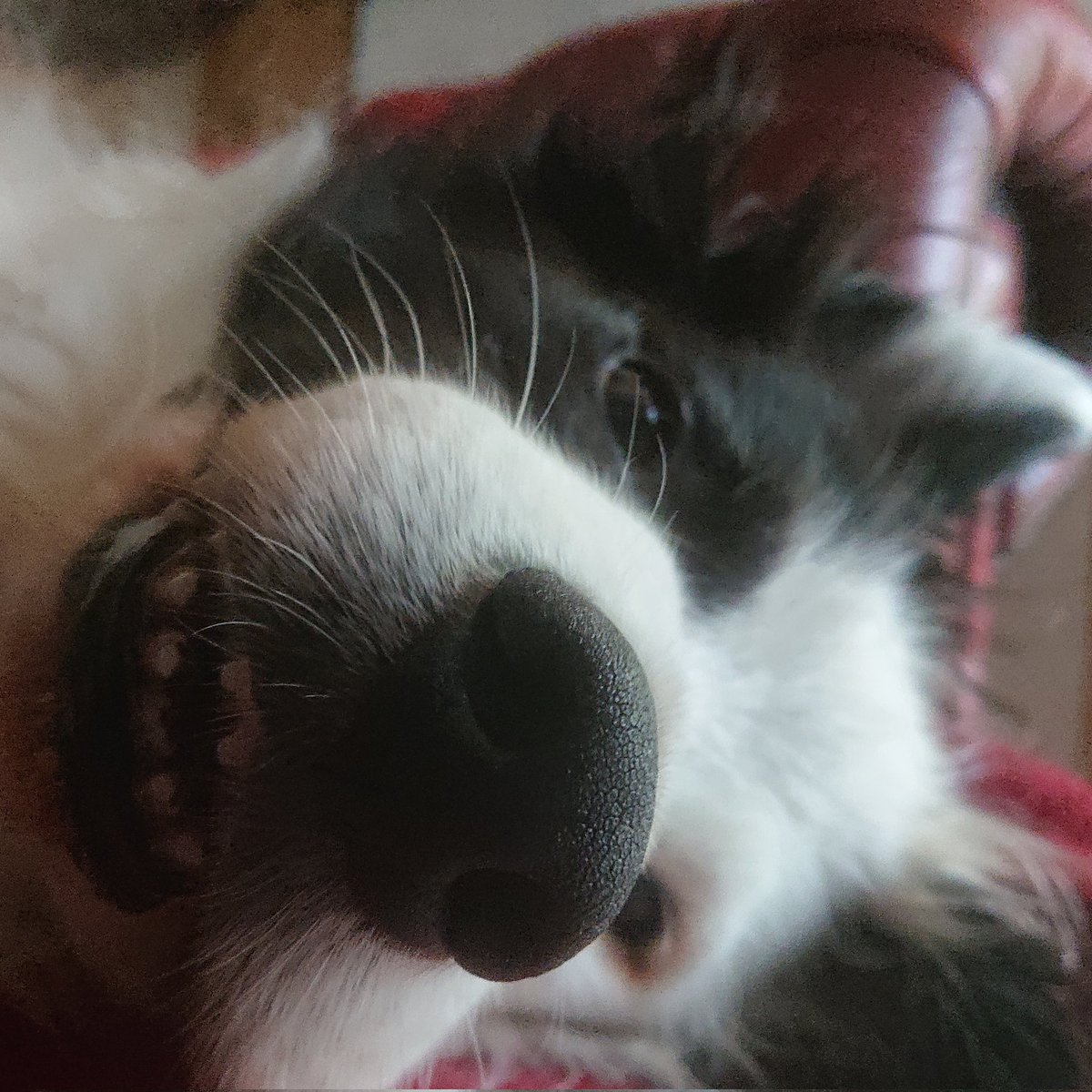 saygrays's tweet photo. Do I really have to get up and go out in this rain? #dogsontwitter #bordercollie #bordercolliesoftwitter #letsleepingdogslie https://t.co/cI4X59CUsa
