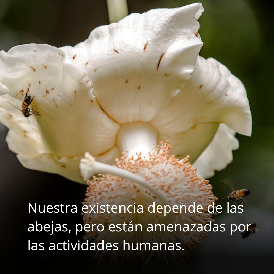 ONU_es's tweet photo. 🌺 Nuestra existencia depende de las abejas.

Aumentan la producción de alimentos, nos dan miel y son clave para alcanzar los #ObjetivosMundiales.

Sin embargo, están amenazadas.

Compra miel local, evita los pesticidas y toma acción climática para salvarlas.

vía @FAOenEspanol https://t.co/KNEeQog4IF