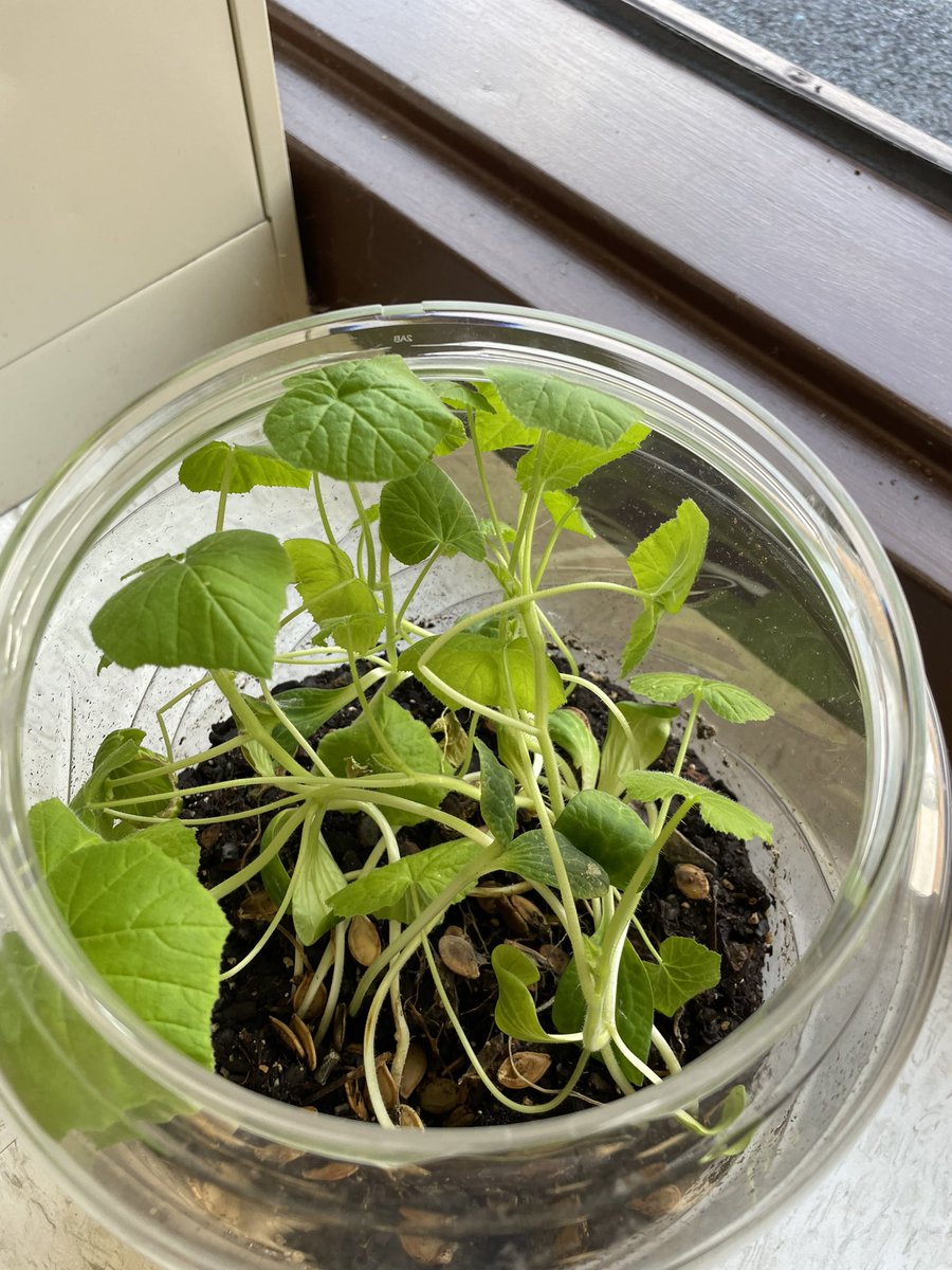 Ms_Murraysclass's tweet image. We’ve been watching Pumpkin Jack change since October and he is loving summer!! Look at him grow! I hope everyone is enjoying summer as much as he is! @PotowmackES