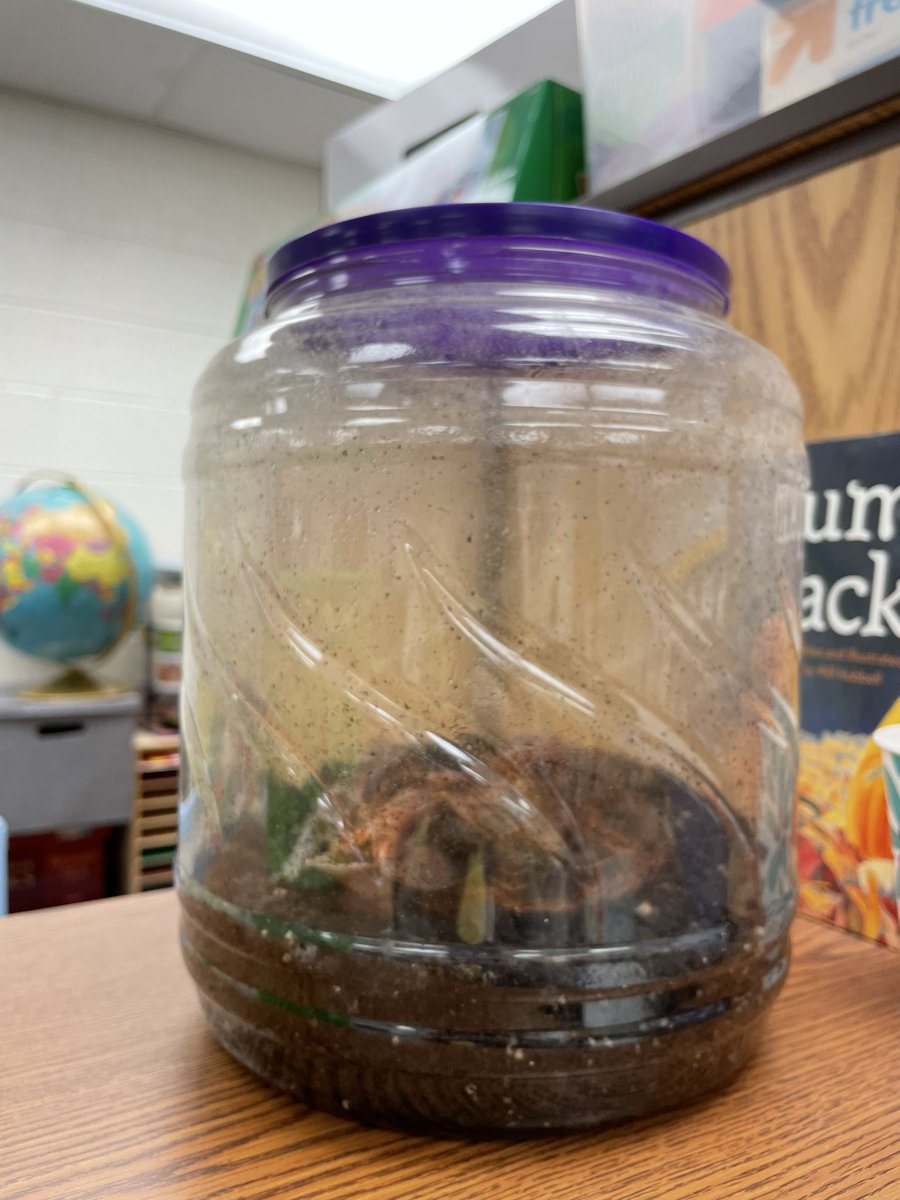 Ms_Murraysclass's tweet image. We’ve been watching Pumpkin Jack change since October and he is loving summer!! Look at him grow! I hope everyone is enjoying summer as much as he is! @PotowmackES
