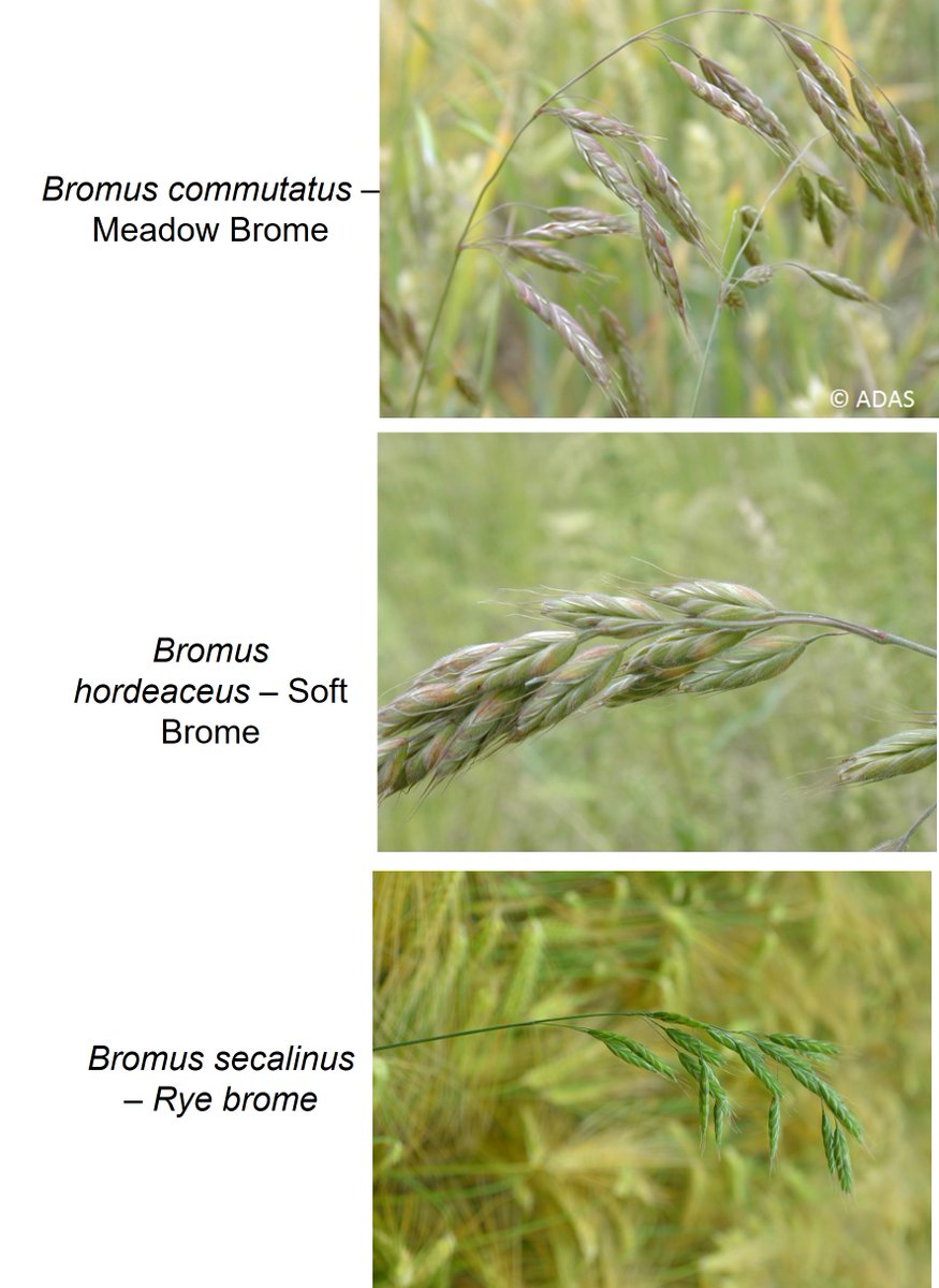 weedwisdomUK's tweet image. 🌱What brome do I have?🌱

It is the time of year that rye, meadow and soft brome are shedding their seed. 

But these 3 weeds can often be confused due to their highly similar appearance.

Who knows the best ways to tell them apart? 🧐