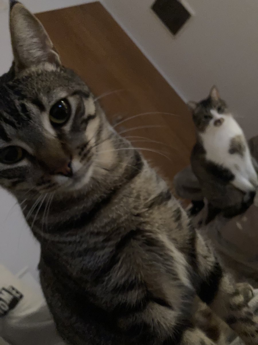 AnnMarchioni's tweet photo. hoy me desperté tarde y cuando abrí los ojos lit mis gatos estaban así onda mamá habrá muerto https://t.co/K70pDhXJ1x