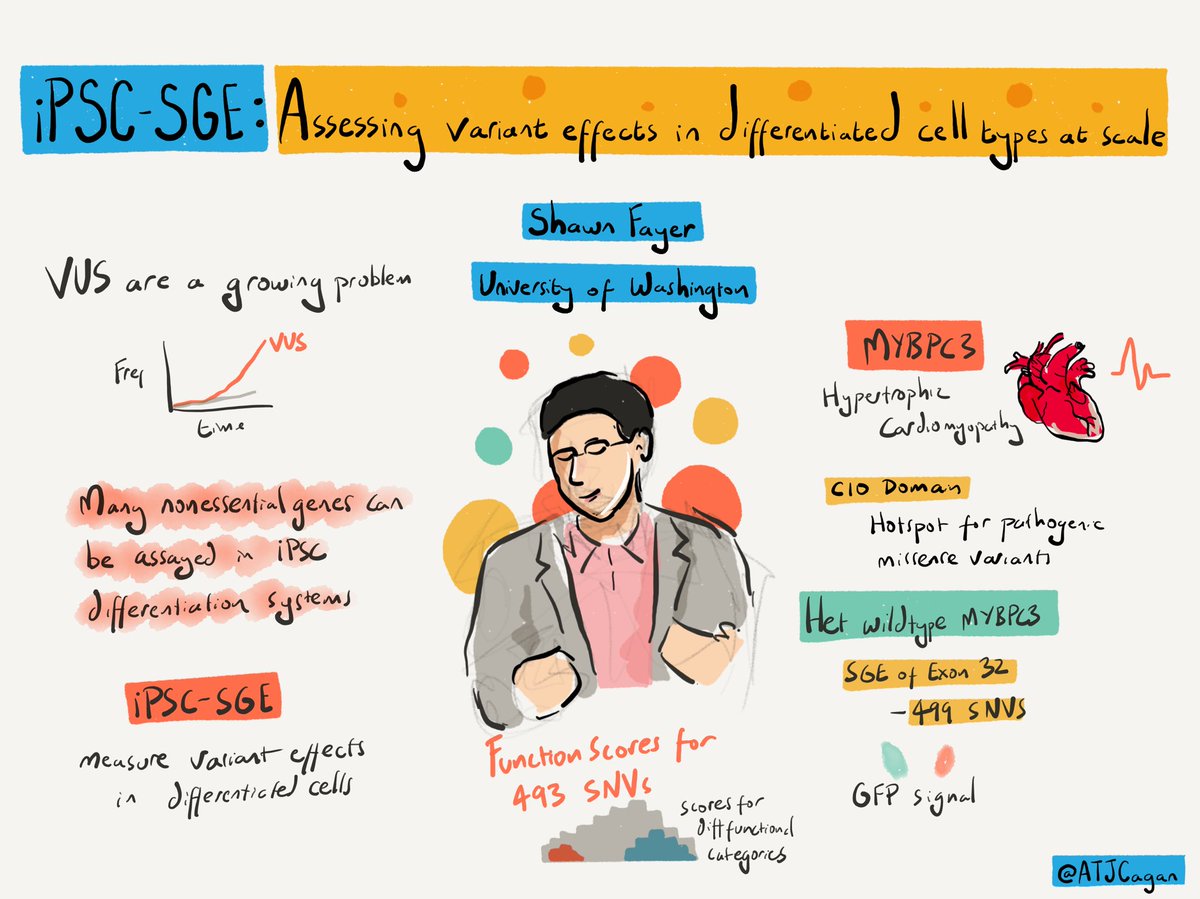 ATJCagan's tweet photo. Shawn Fayer on iPSC-SGE  for assessing variant effects in differentiated cell types at scale #VariantEffect23 https://t.co/Tl2TlewbGy